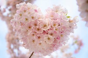 French organic brands-blossom heartshape pink flower