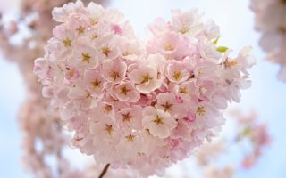 French organic brands-blossom heartshape pink flower