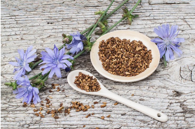 Chicory coffee ground root-chicory flowers