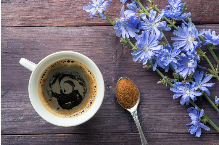 Chicory coffee drink with blue flowers