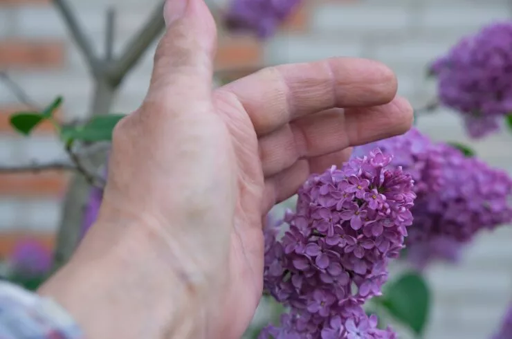 slow life living tips-elderly woman's hand gently touching lilac flowers